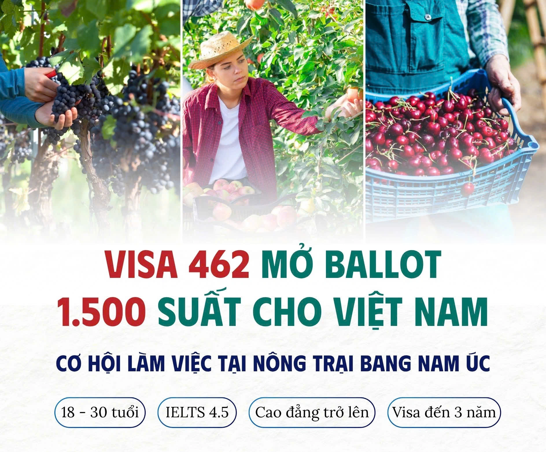 VISA 462 MỞ BALLOT – 1.500 SUẤT CHO VIỆT NAM